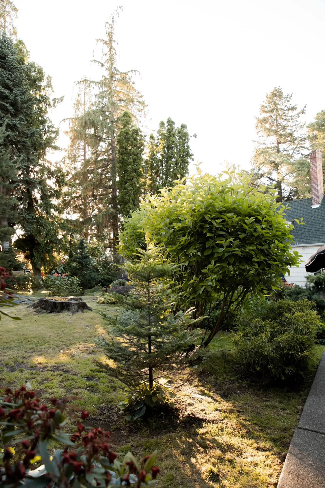 Garden plantings and a young evergreen at last light