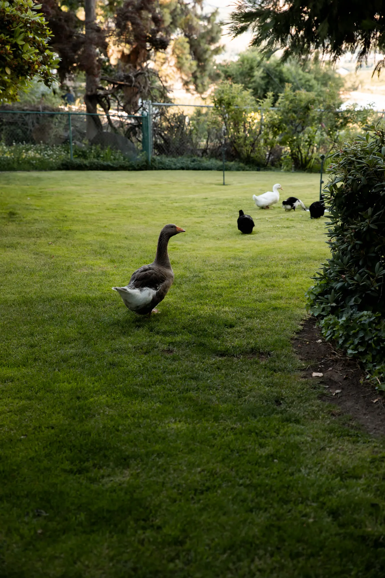 Geese on the back lawn by the hedges