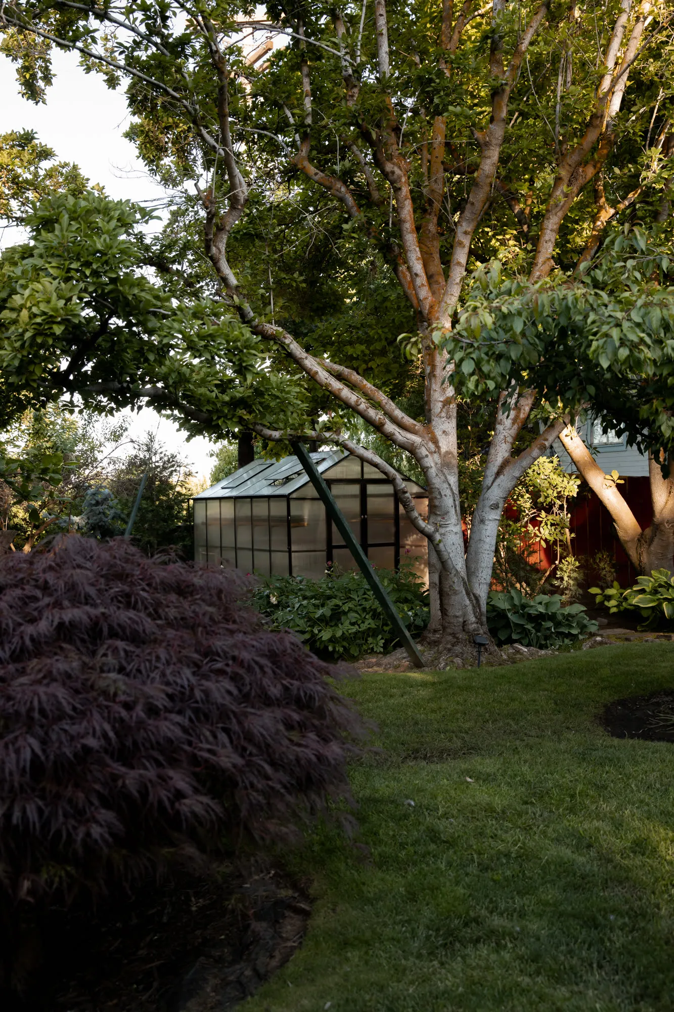 Greenhouse behind a Japanese maple and a white-barked tree