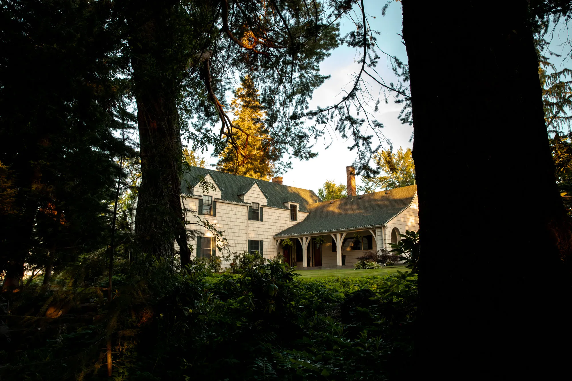 The 1929 house seen through the pines at last light