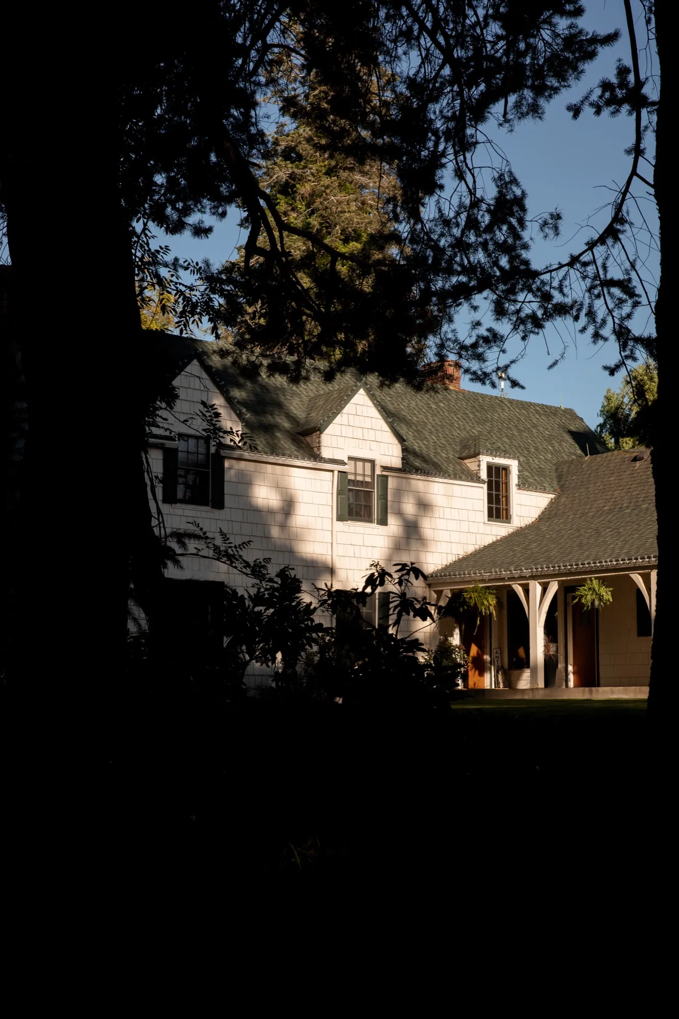 The house seen through the pines