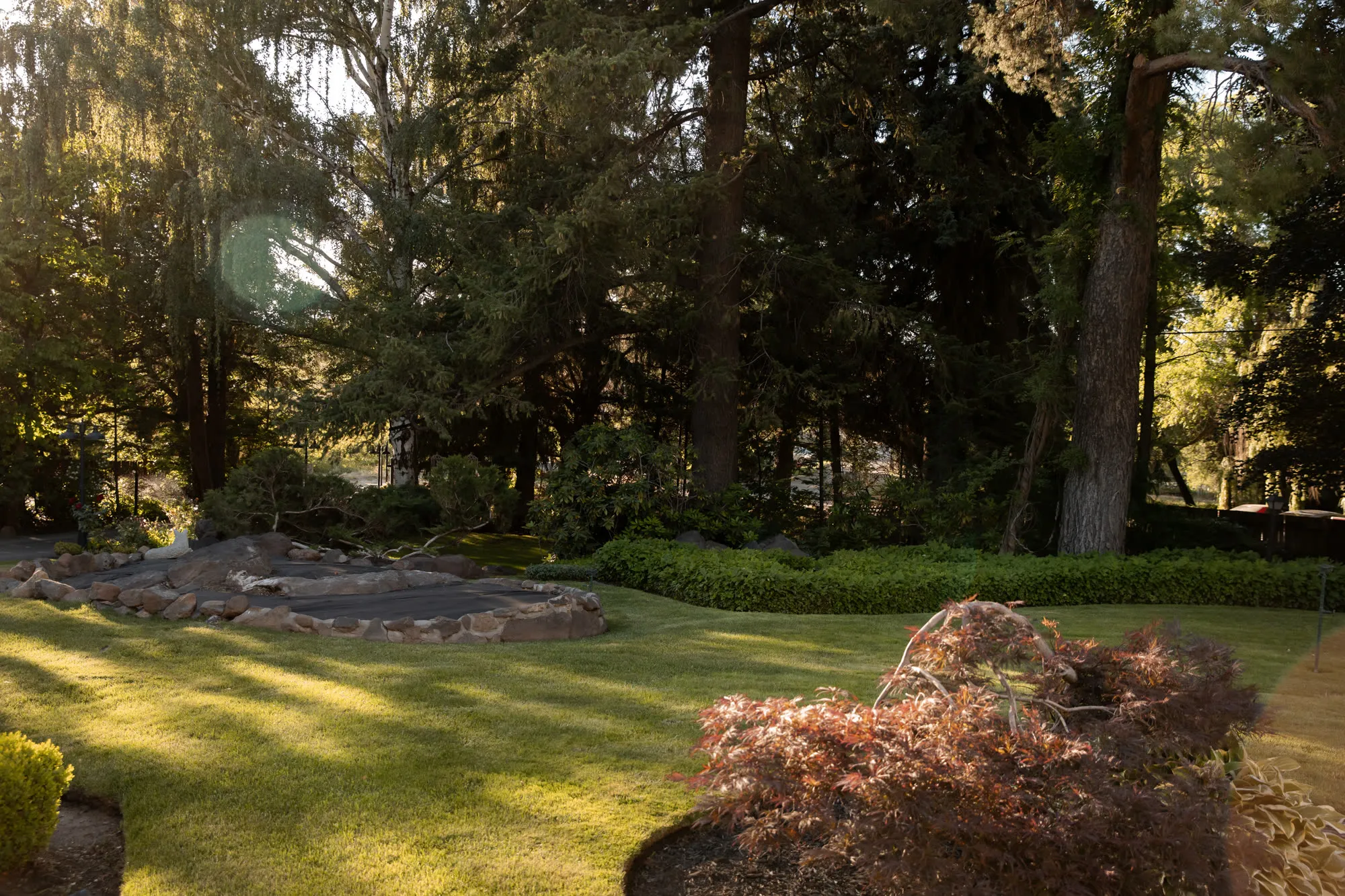 Open lawn, red maple, and long shadows at golden hour