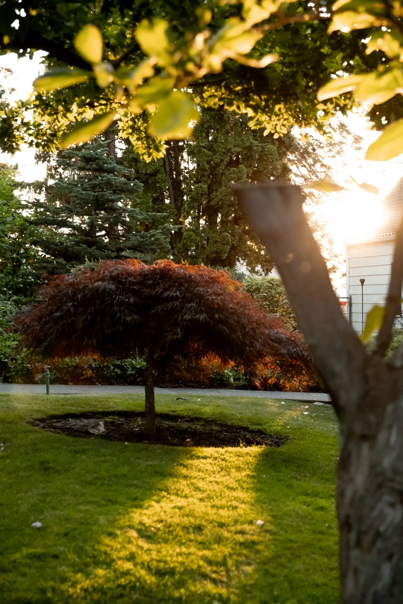 Japanese maple on the lawn at sunset