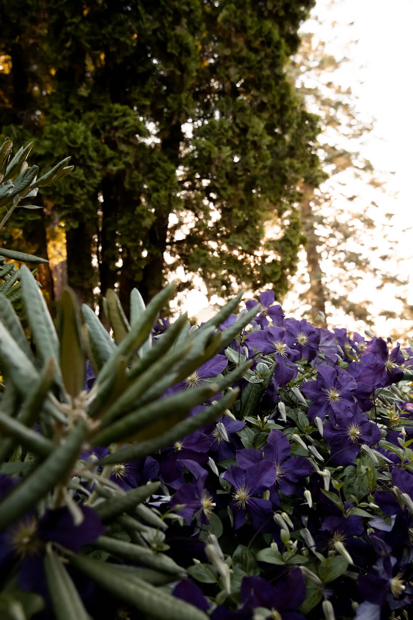 Purple blossoms in front of tall evergreens