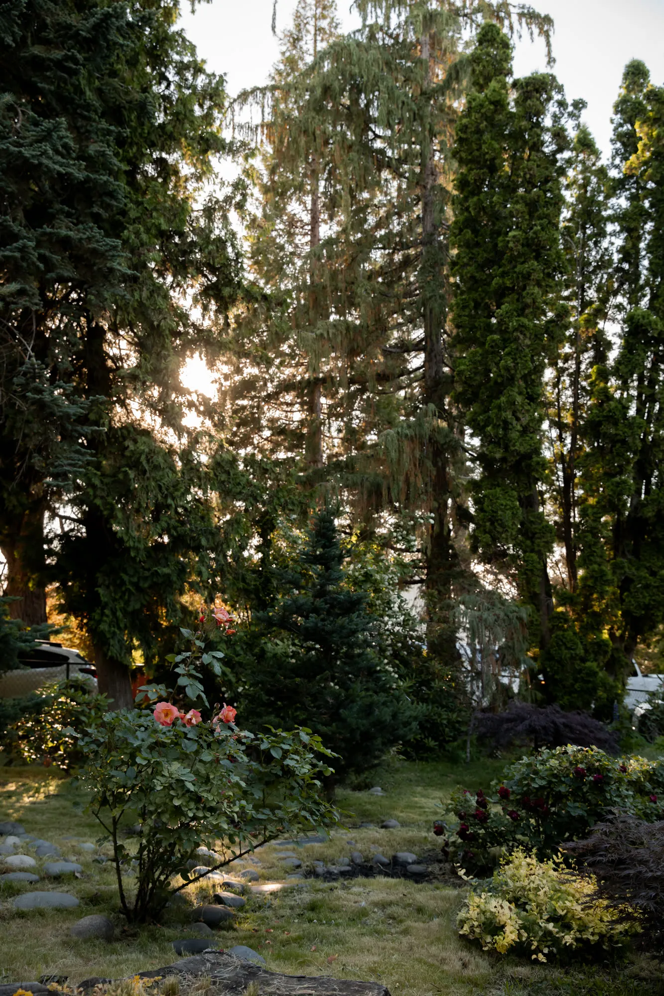 Rose bush and evergreens with sun through the trees