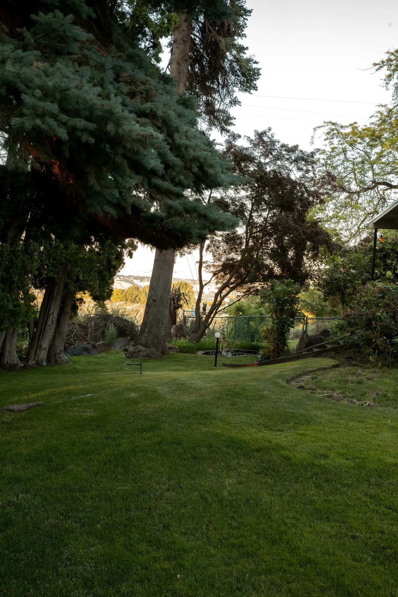 Shaded lawn under the evergreens, valley through the trees